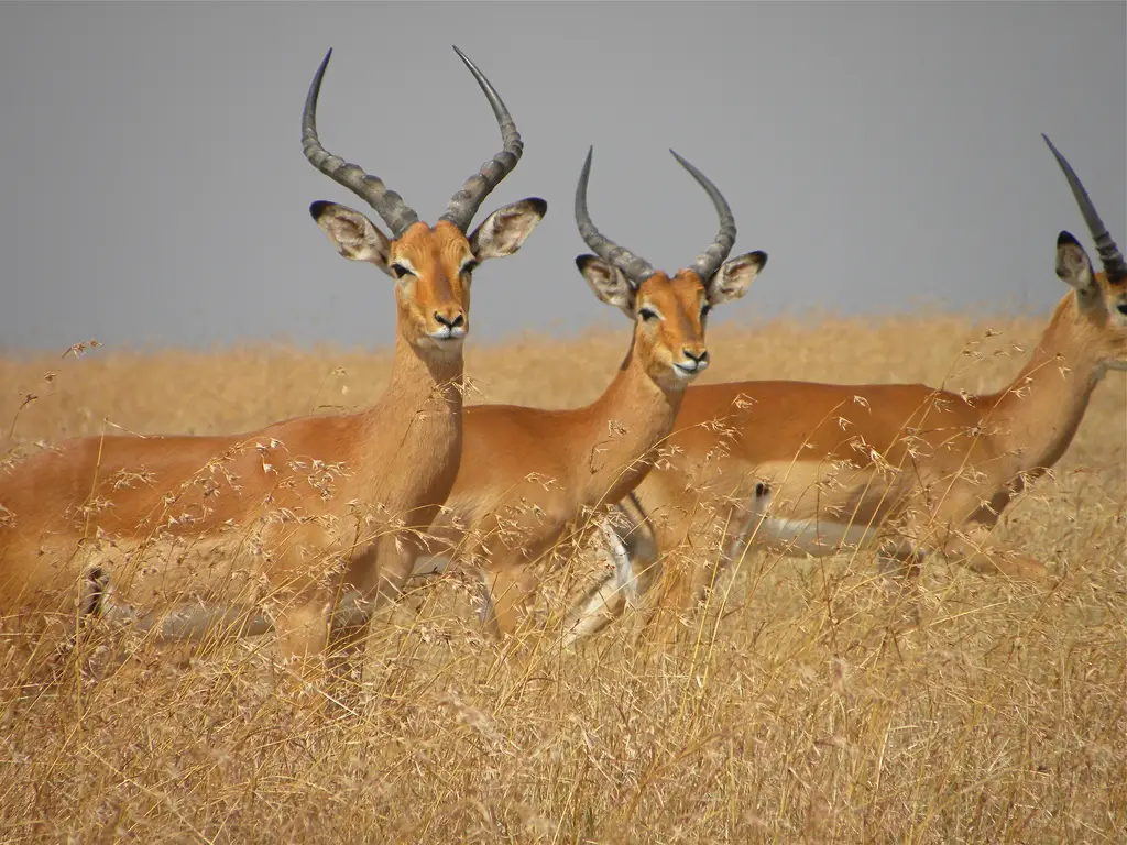 Why Gazelles Can’t Trade