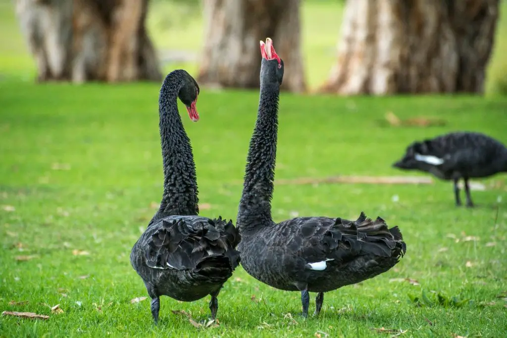 A Black Swan Event Explained