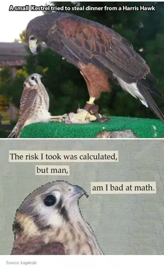 calculated risk definition